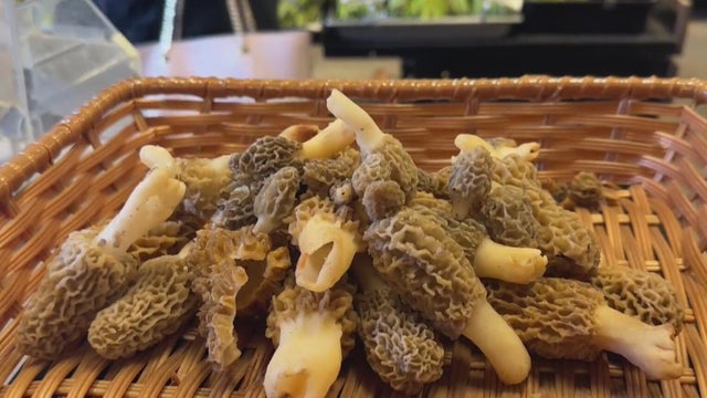 Morel mushroom foraging underway in Michigan 