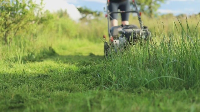 A look into the meaning behind "No Mow May" 