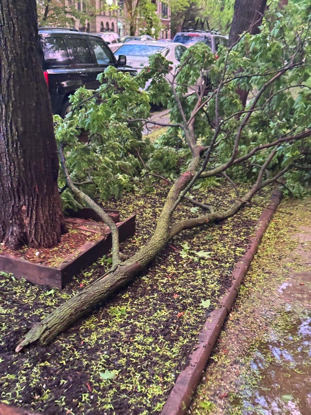 rogers-park-downed-tree-3.jpg 