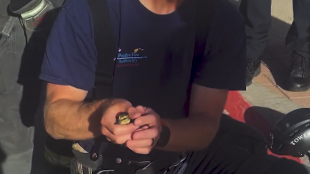 firefighters-adopt-ducklings-2-still-from-poudre-fire-authority-video-copy.png 