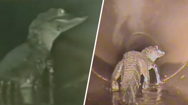 cbsmiami-alligator-pipe-1.jpg 
