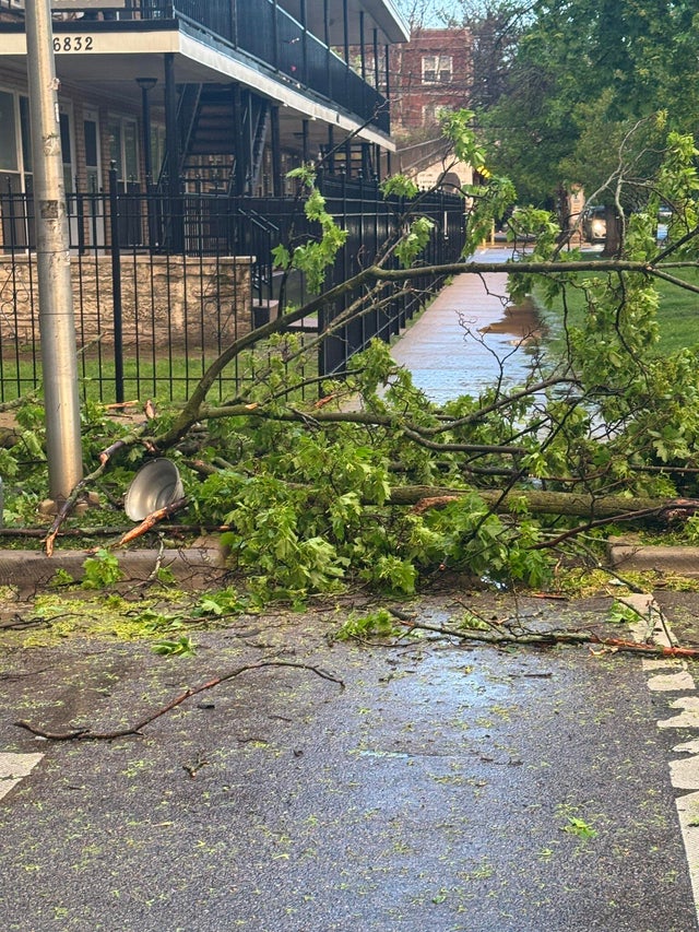 rogers-park-downed-tree-1.jpg 
