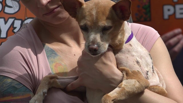 A chihuahua mix that is partially shaven with stitches being held by a woman. 