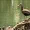 Nature: Black-bellied whistling ducks in New Orleans