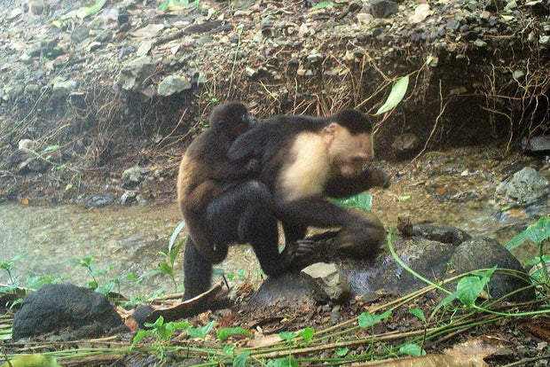 Capuchin monkeys kidnap babies of another species — and the deadly abductions are caught on camera