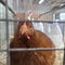 Bird flu in humans hasn't officially been seen in U.S. in 3 months. Why?