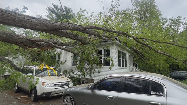 Billerica tree 