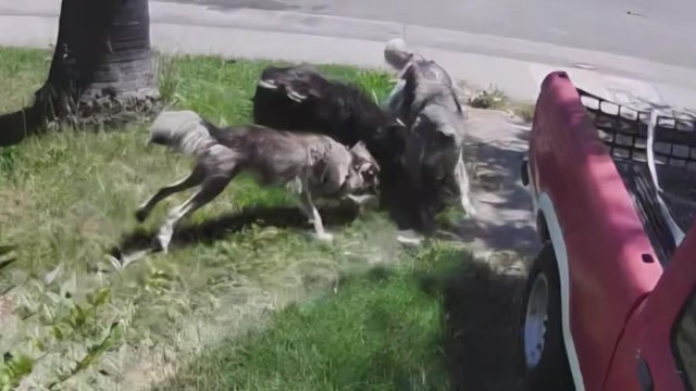 natomas-large-pack-of-dogs.jpg 