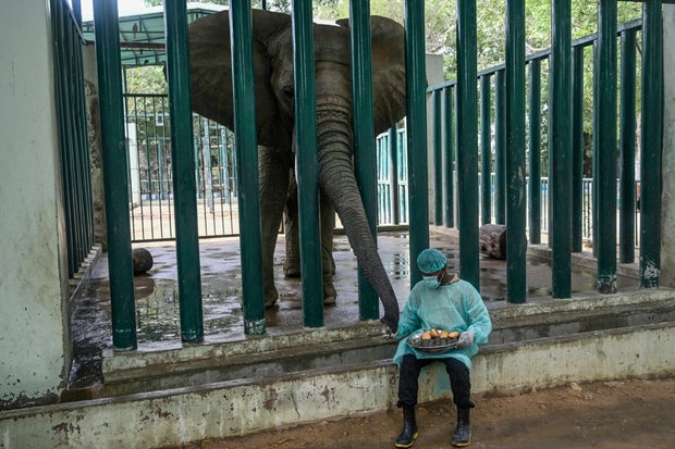 Topshot-Pakistan-Animals-Elephant-Offbeat 