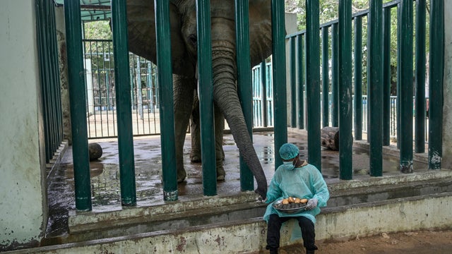 TOPSHOT-PAKISTAN-ANIMALS-ELEPHANT-OFFBEAT 