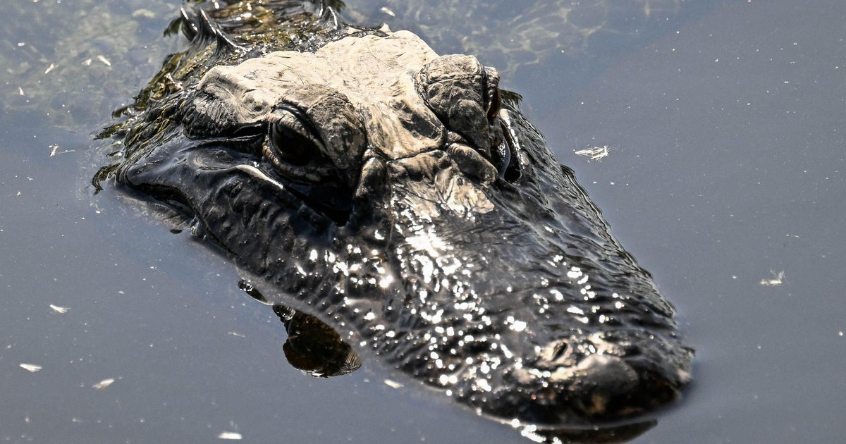 Large alligator chasing kayakers forces closure of popular Florida springs, Forest Service says