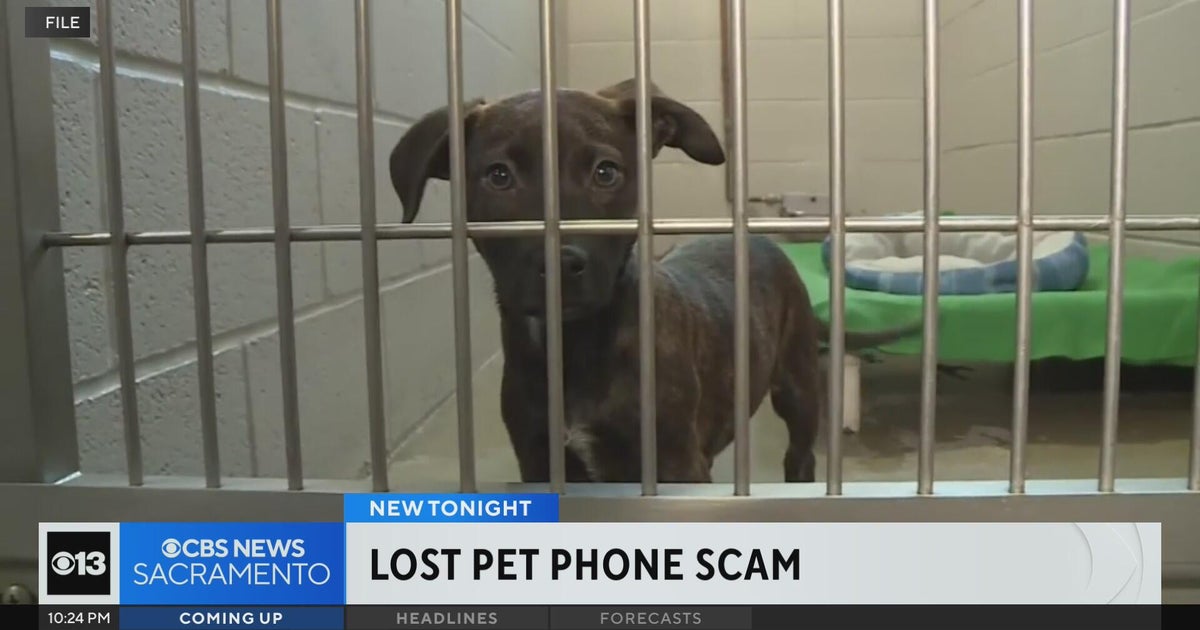 Heres what to know about a lost pet scam in Sacramento