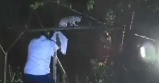 Video, Kosta Rika'daki hapishane gardiyanları tarafından yakalanan uyuşturucu kullanan kediyi gösteriyor