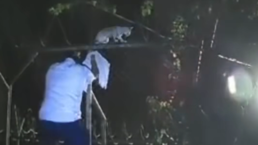 cat-prison-screenshot-2025-05-21-064321.png 