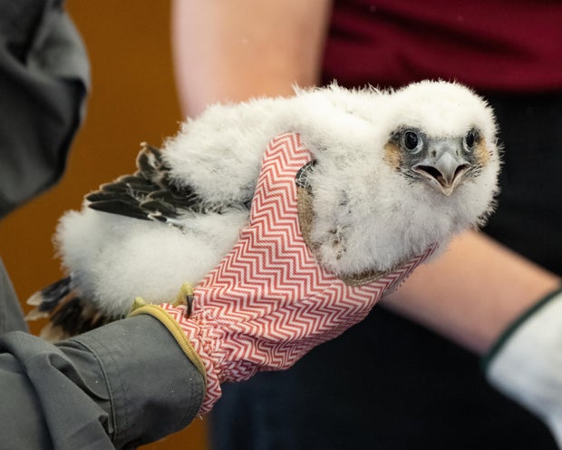 national-aviary-peregrine-falcon-banding-second-chick-female-photo-credit-mike-faix.jpg 