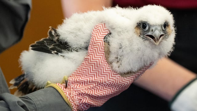 national-aviary-peregrine-falcon-banding-second-chick-female-photo-credit-mike-faix.jpg 