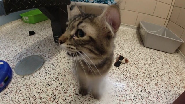 4p-pkg-cats-rescued-from-wildfires-wcco7ukr-00-01-1008.jpg 
