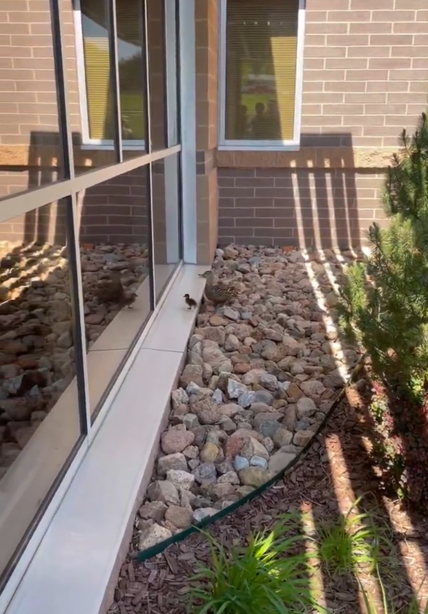 colorado-springs-duck-rescue.png 