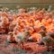 Thousands of chicks found abandoned in USPS truck have been adopted