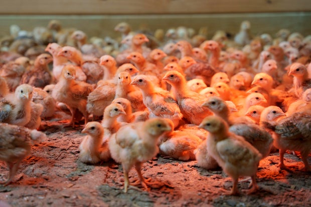 Chicks mill around a stall at First State Animal Center and SPCA in Camden, Delaware