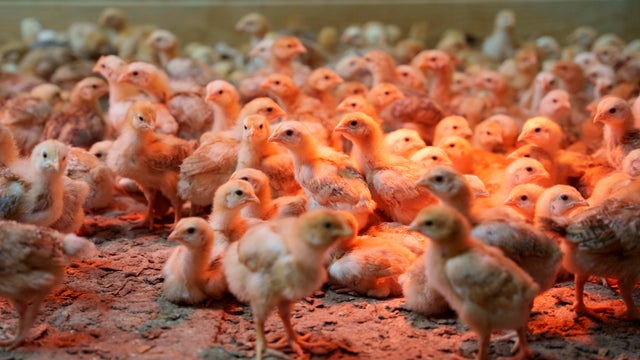 Chicks mill around a stall at First State Animal Center and SPCA in Camden, Delaware 