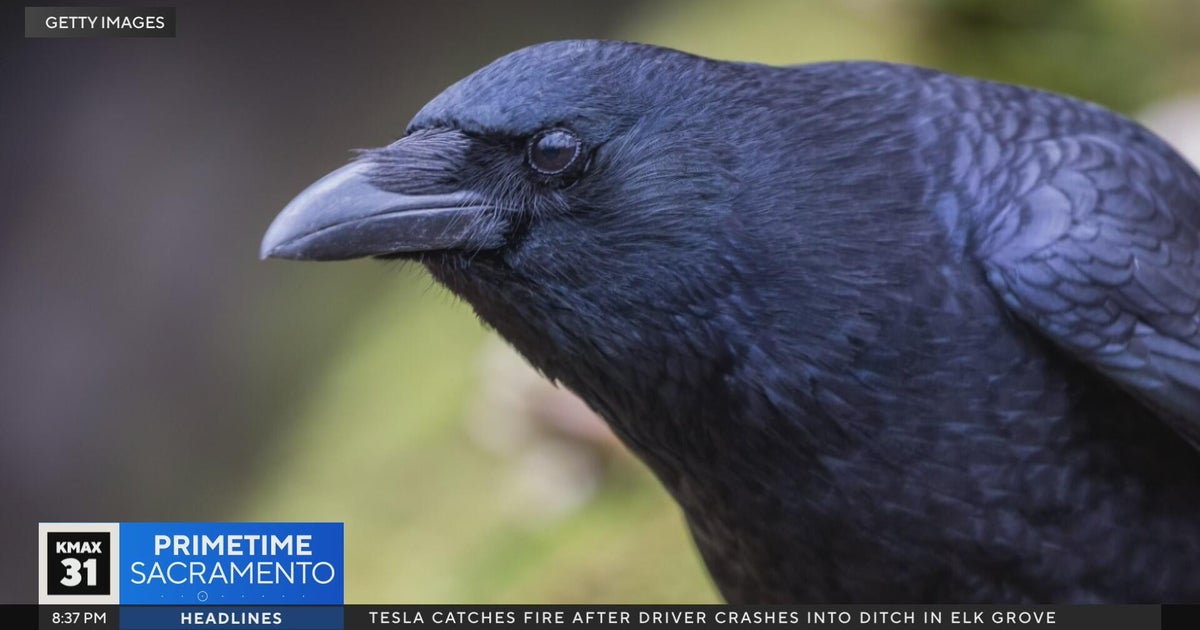 The strange self-care ritual of crows .. The Answer