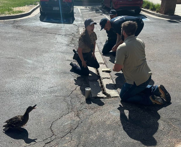 colorado-springs-duck-rescue2.jpg 
