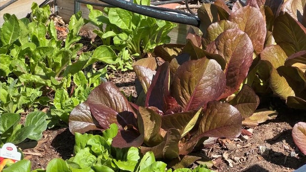lettuce.jpg 