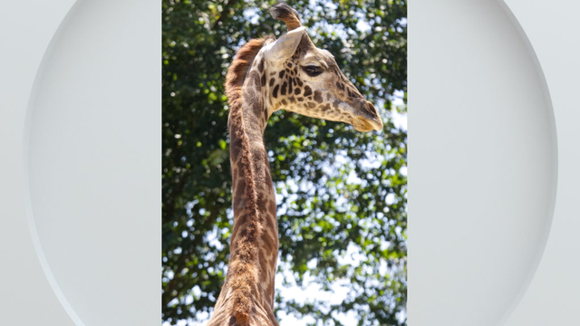 henry-the-giraffe.png 
