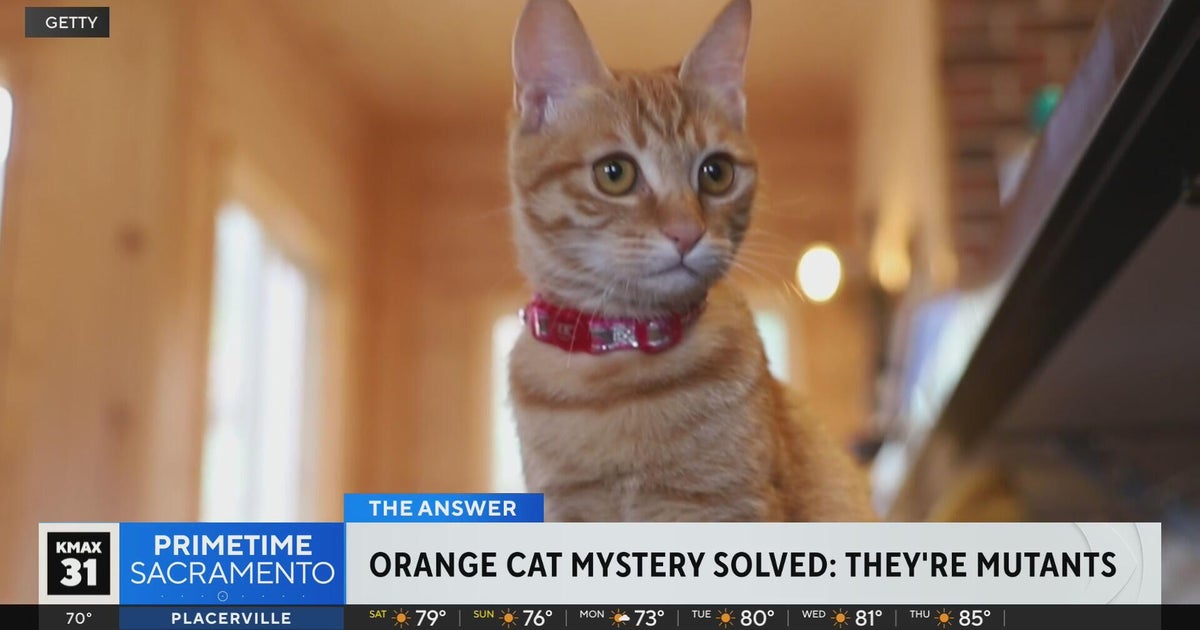 Why are some cats orange? .. The Answer