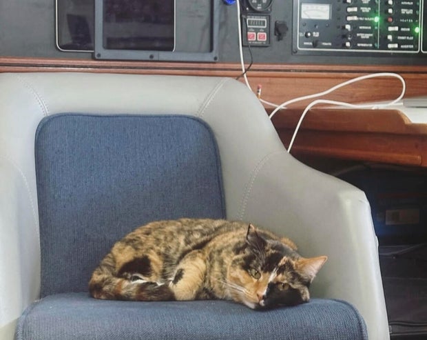 Oregon hombre navegando con gatos, animando a los fanáticos a Hawai, Oregon Man