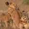 Rebuilding and repopulating Mozambique’s Gorongosa National Park | 60 Minutes