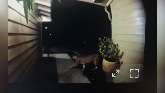 fairfield-mountain-lion.jpg 