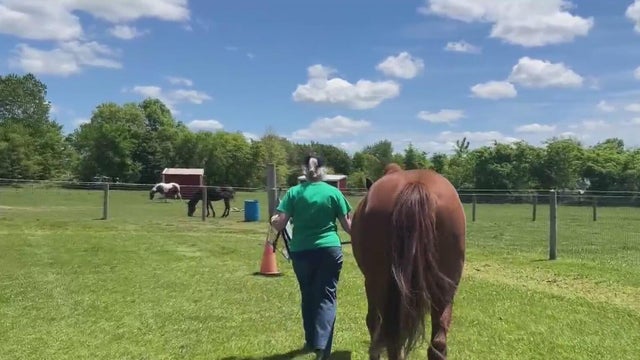 Michigan horse riding program in need of volunteers 