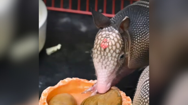 kdka-nine-banded-armadillo.png 