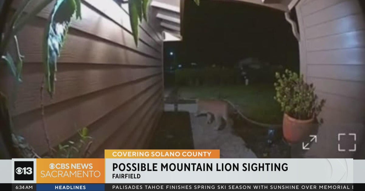 Mountain Lion Sightings Raise Alerts in Fairfield, California Neighborhood