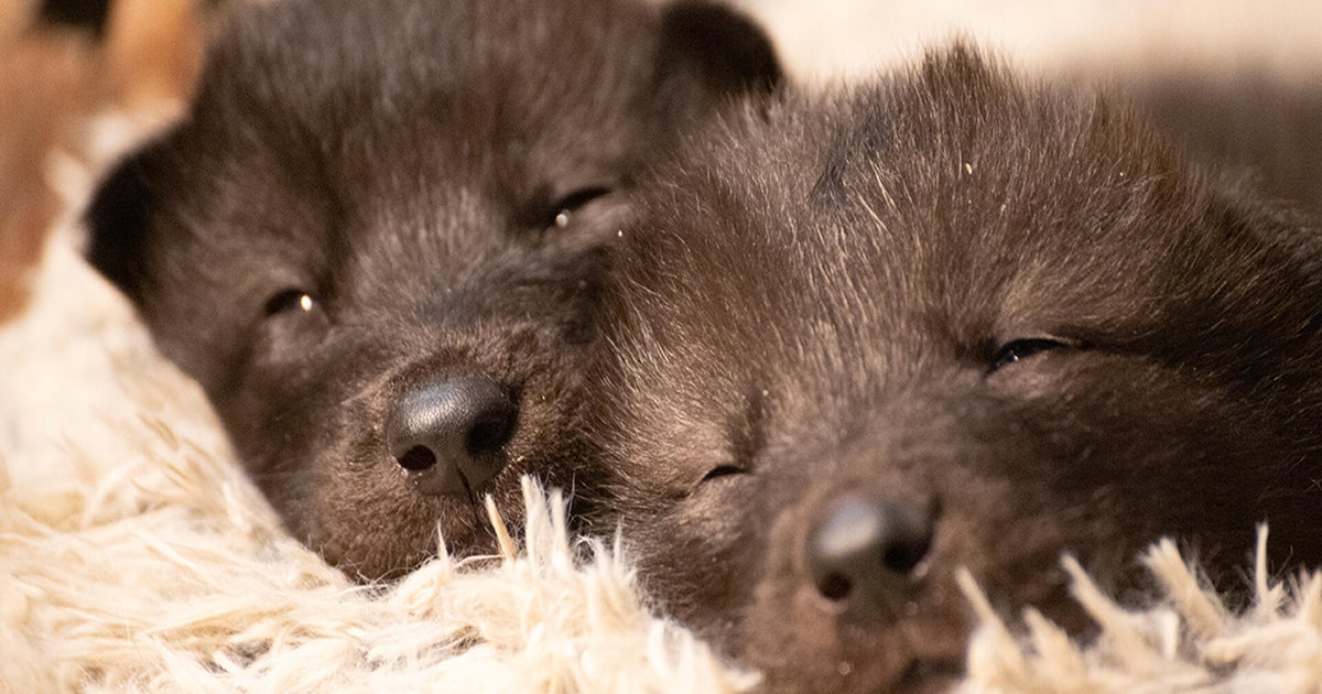 Minnesota’s International Wolf Center to debut 2 wolf pups