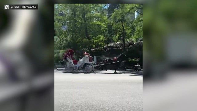 A horse pulling an empty carriage in Central Park. 