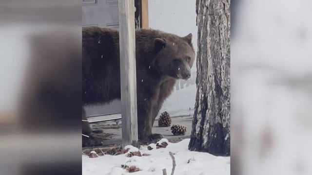 tahoe-ice-cream-bear.jpg 