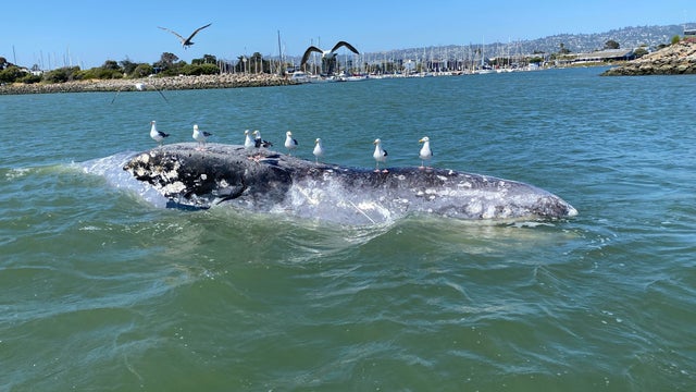 Gray Whale found in Berkeley 