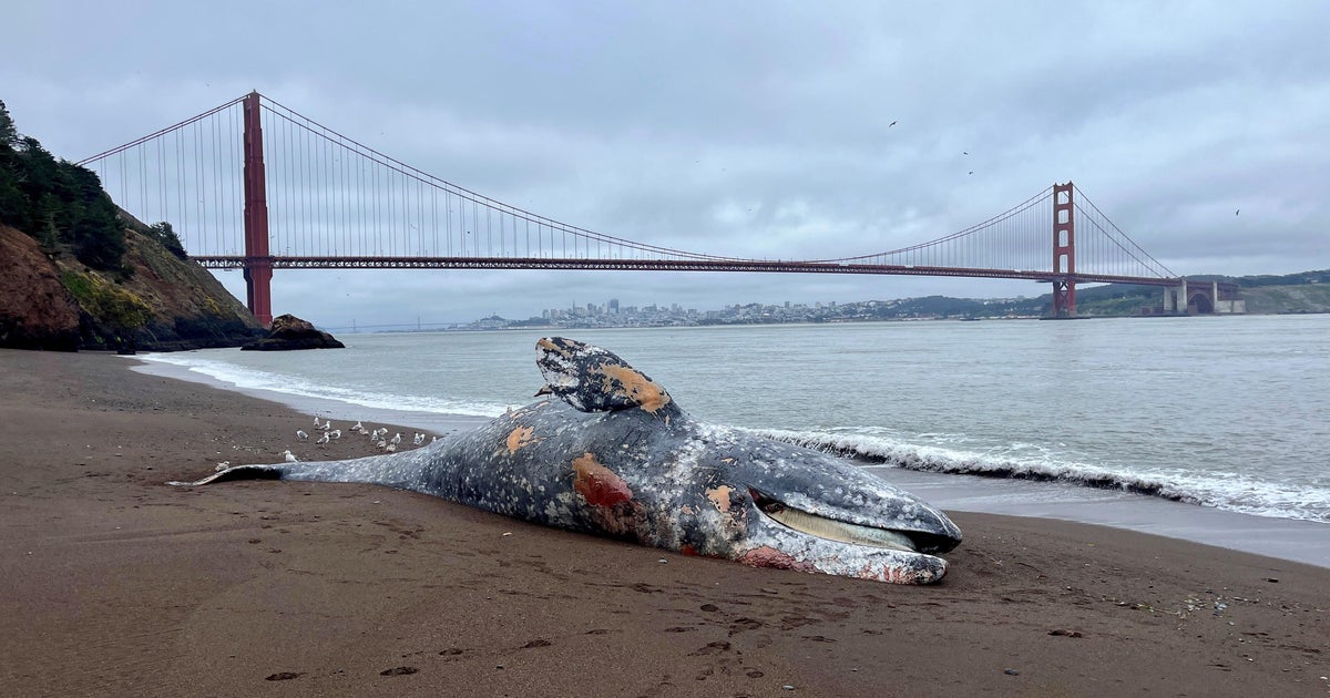 Number of dead gray whales in San Francisco Bay highest since 2000, scientists say 