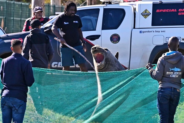 South Africa Lost Elephant Seal