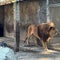 Oregon zoo owner arrested after raid uncovered meth, guns and $1.6M