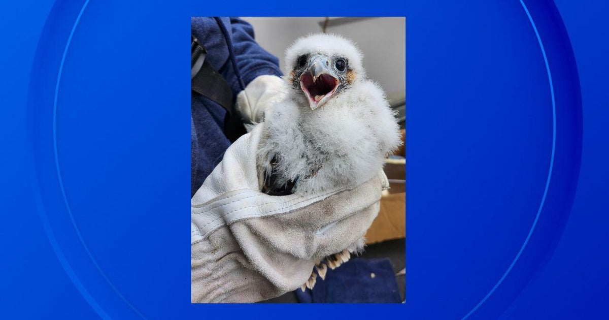 ann-arbor-falcon-slider.jpg?v=f5922acb8cfbf6d7fe1f82314e5e9885