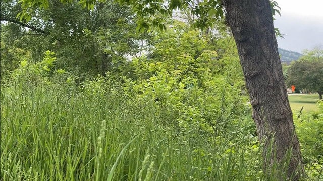 grass2.jpg 