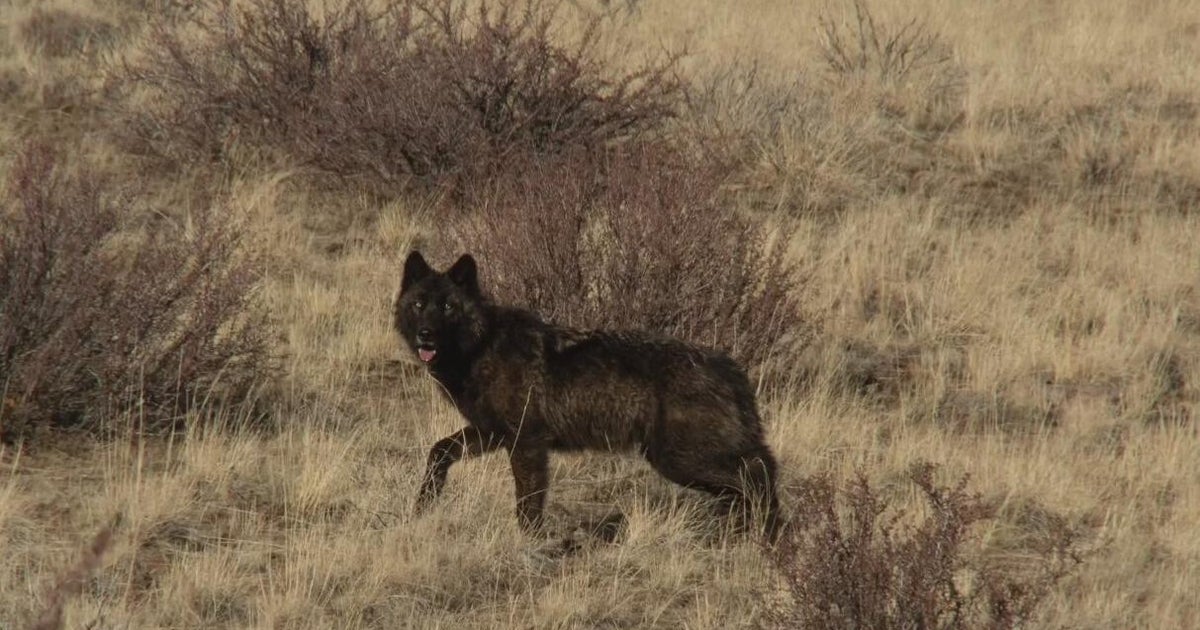 3 new California gray wolfpacks confirmed in three counties