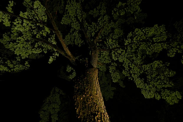 Cicada Invasion Photo Gallery 