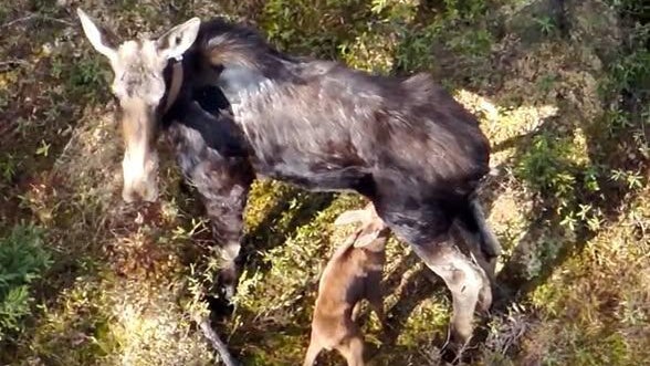moose-and-calf-from-dnr.jpg 