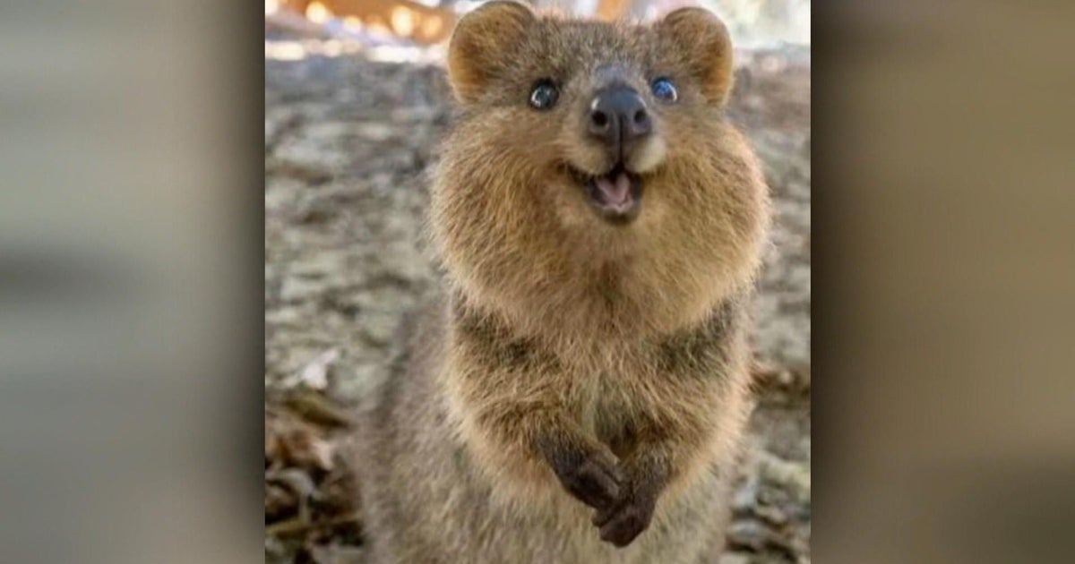 Reputación de las redes sociales para la protección de Quokkas en Australia