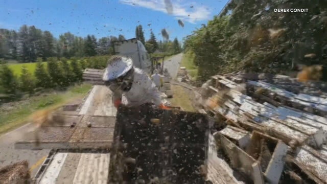 bees.jpg 